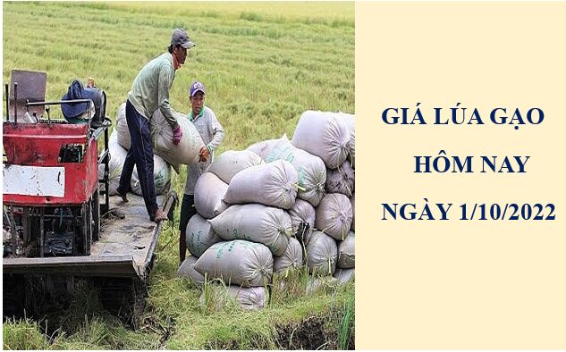 Giá lúa gạo hôm nay 1/10/2022: Thị trường trầm lắng
