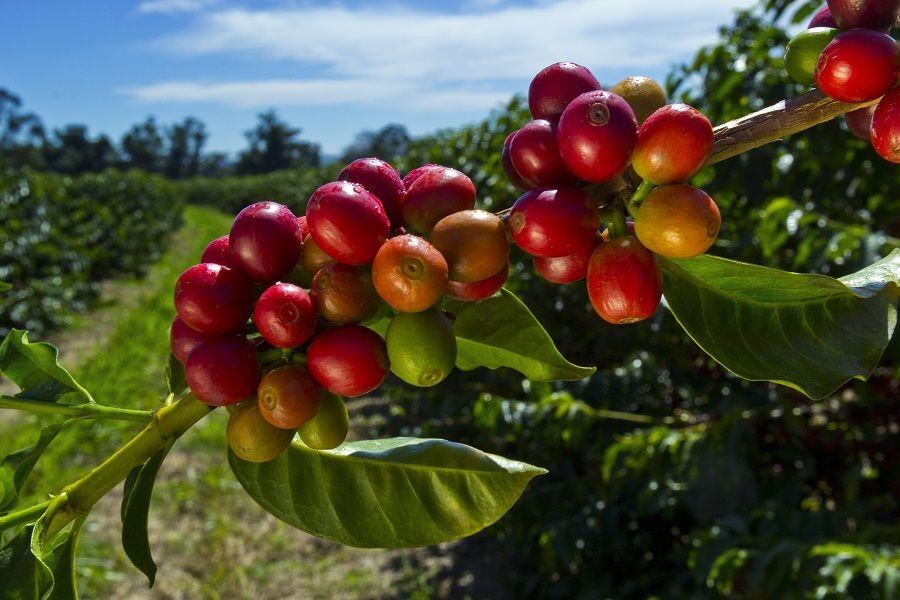 cà phê Robusta