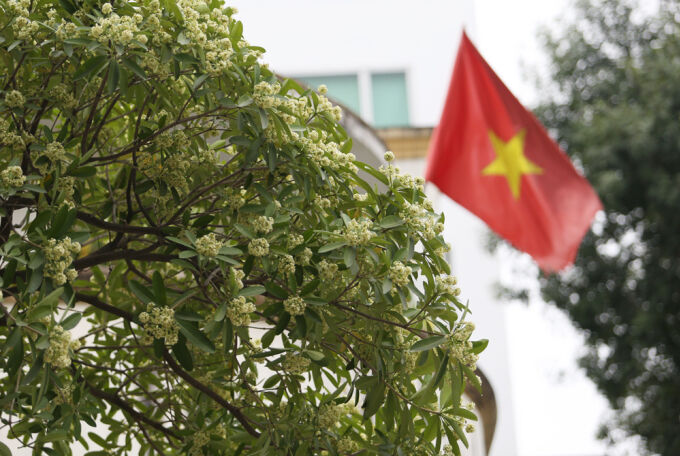 Hương hoa sữa có thể khởi phát hen suyễn, viêm mũi dị ứng. Ảnh: Ngọc Thành