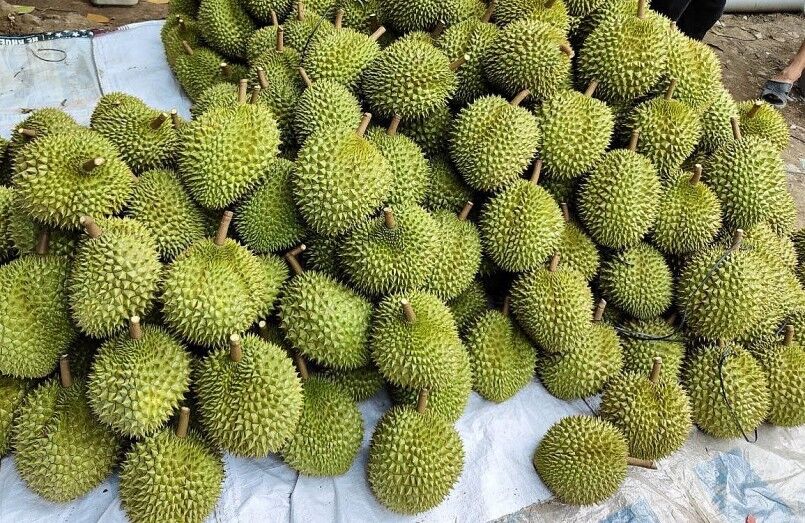 sầu riêng