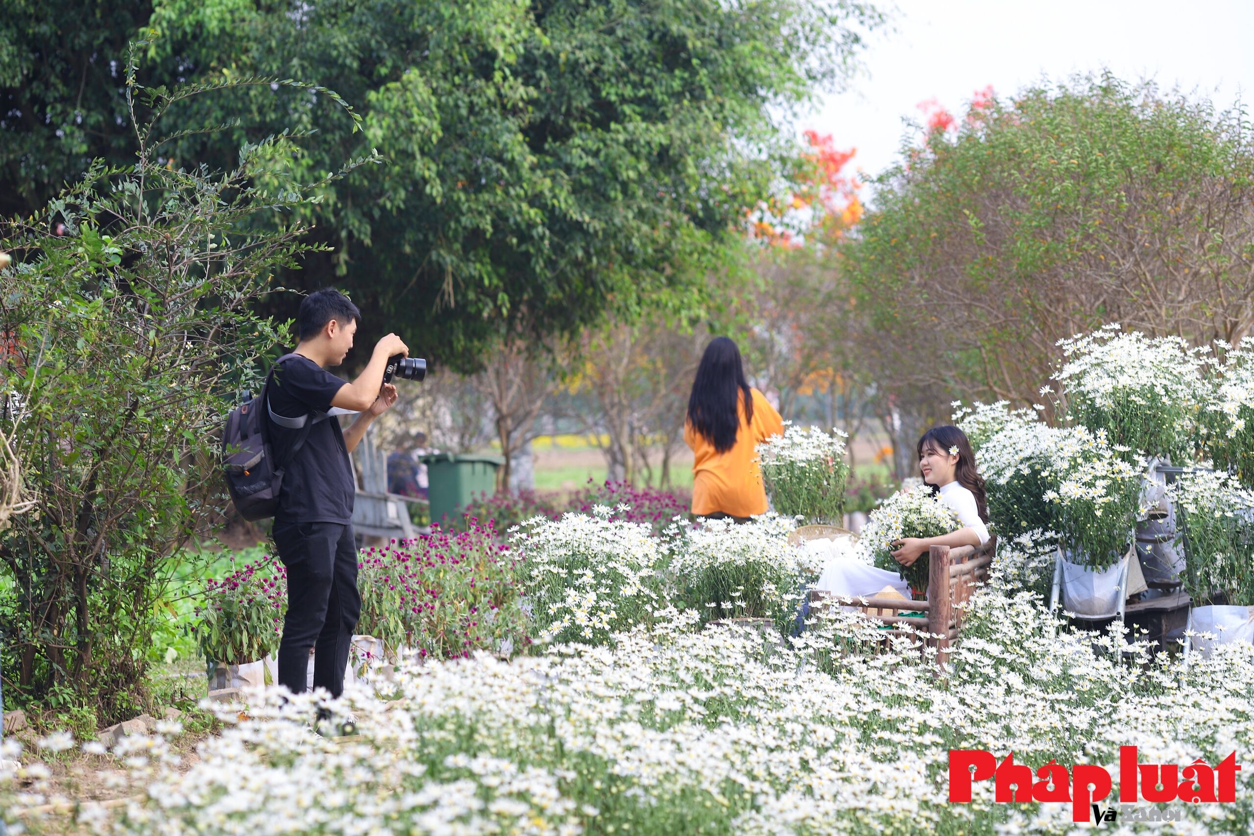 hoa cúc họa mi