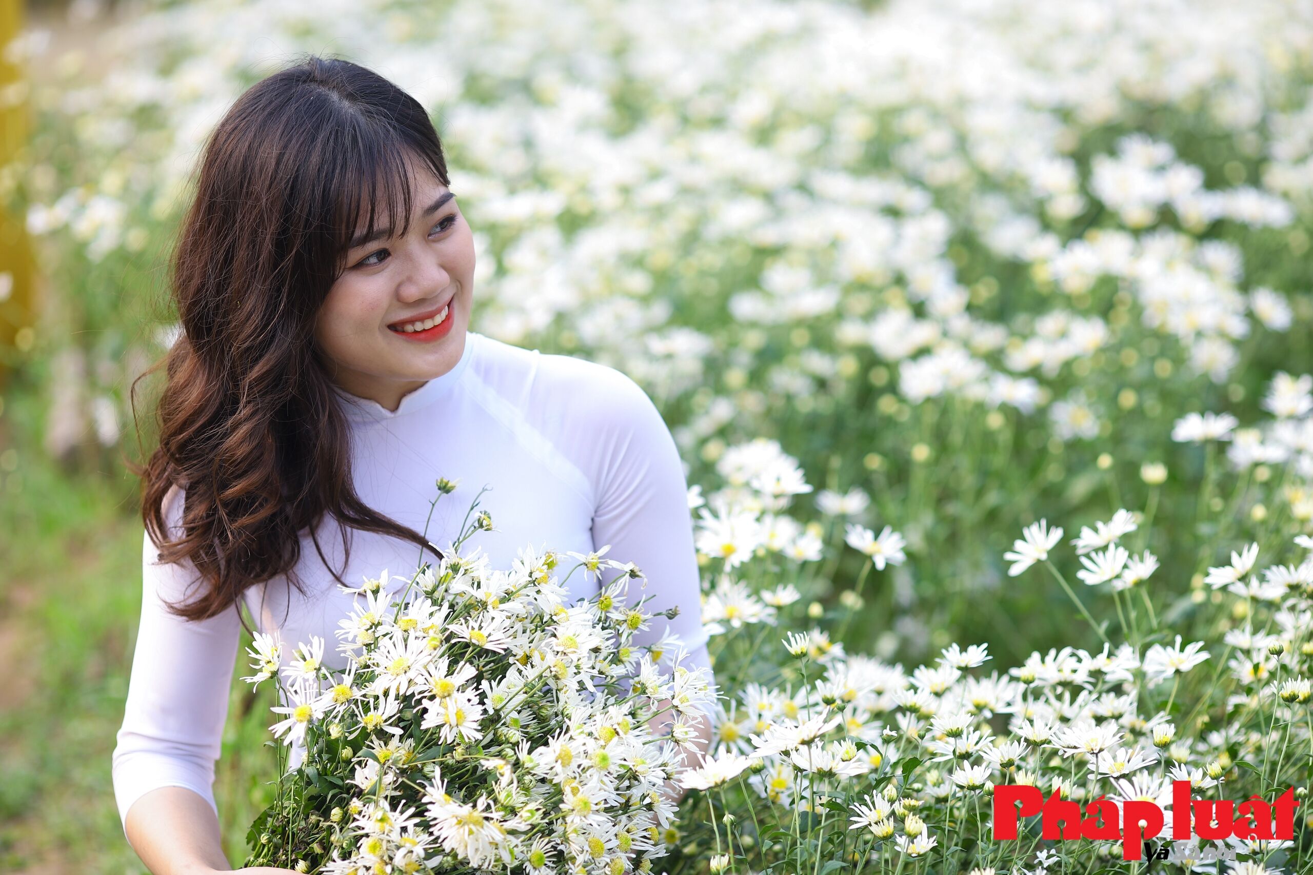 hoa cúc họa mi