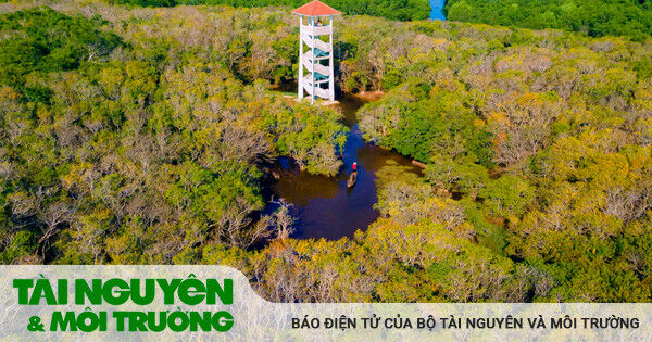 Rừng ngập mặn nổi tiếng xứ Huế đẹp mê hồn vào mùa thu
