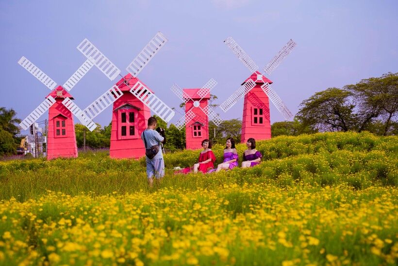 cánh đồng hoa cúc