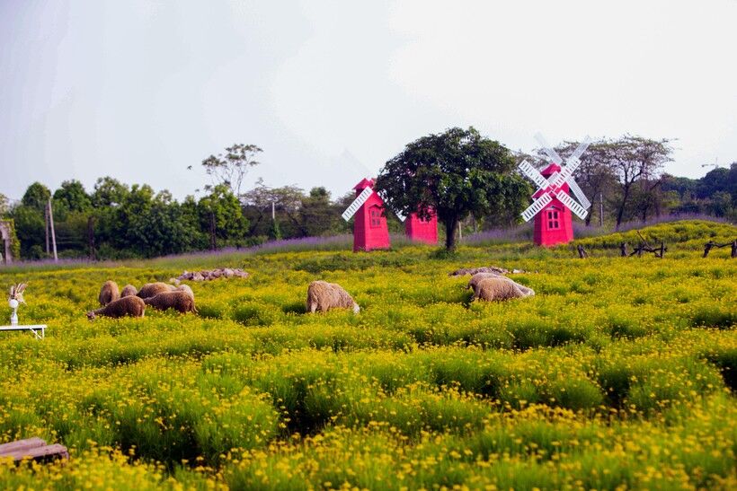 cánh đồng hoa cúc