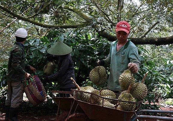 Cơ quan chức năng kiểm tra, hướng dẫn nông hộ trồng sầu riêng tuân thủ các tiêu chuẩn để phục vụ xuất khẩu chính ngạch. Ảnh: TTXVN.