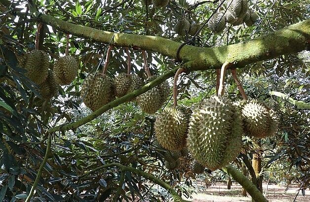 Thu mua sầu riêng ở huyện Đạ Huoai (Lâm Đồng). (Ảnh: TTXVN)