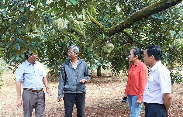 Giống sầu riêng Dona Thái được trồng tại Đắk Lắk nổi tiếng thơm ngon. Ảnh: TTXVN.