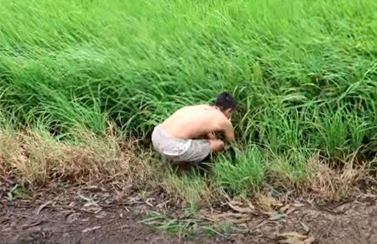 Loại rau không trồng cũng mọc sum suê, dân nhổ bán kiếm 600.000 đồng/ngày Loại rau không trồng cũng mọc sum suê, dân nhổ bán kiếm 600.000 đồng/ngày