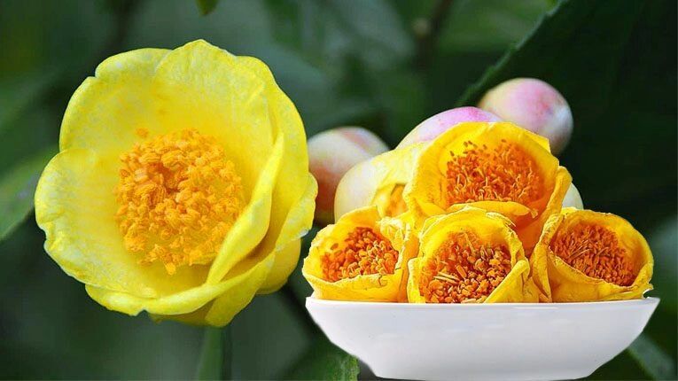Cây trà hoa vàng