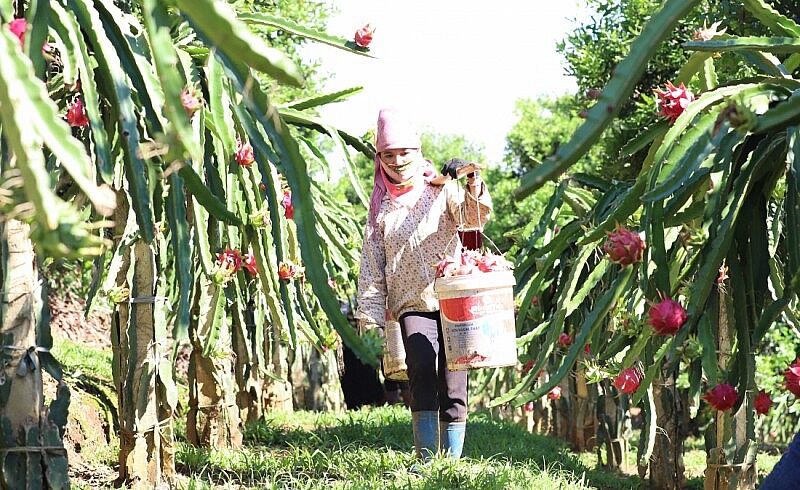 Nhãn là sản phẩm xuất khẩu chủ lực của Sơn La