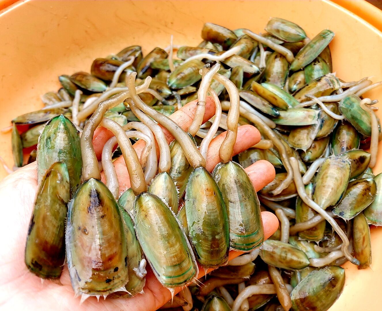Cà xỉu, được ví như thuốc bổ nên giá 250 nghìn/kg vẫn rất hút khách - Ảnh 1.