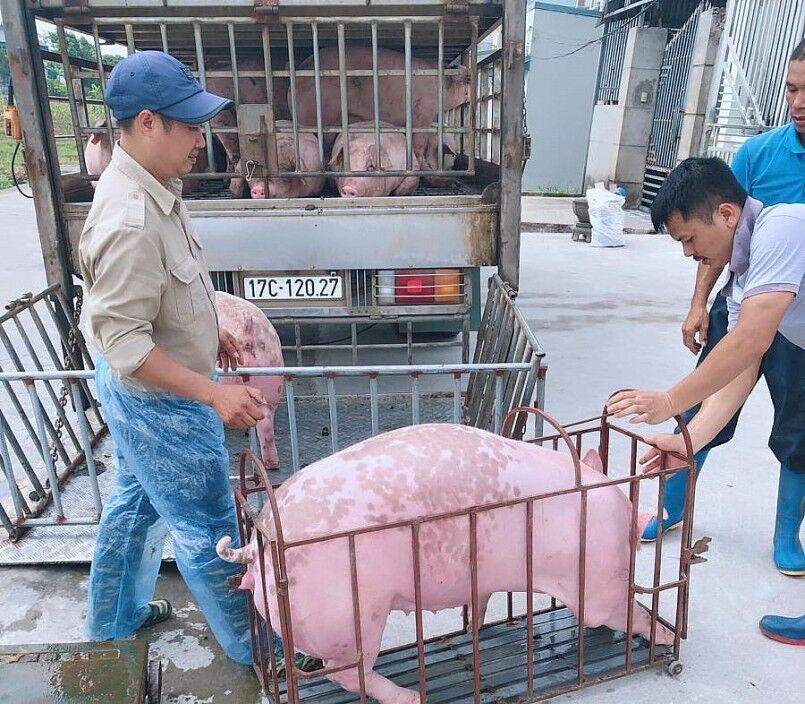 Giá heo hơi