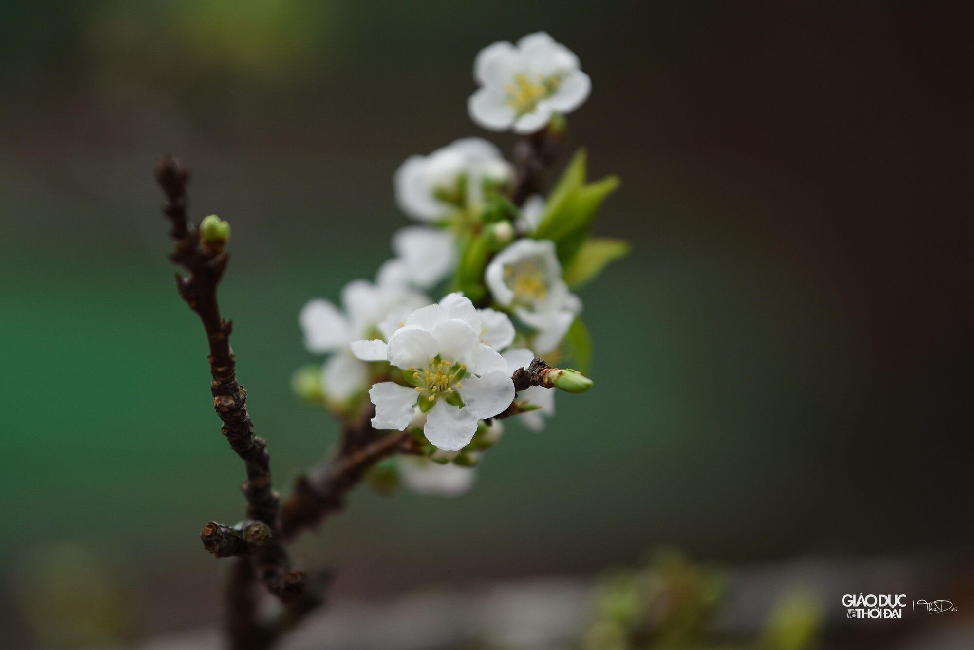 hoa-le-hoa-man-5379-4520.jpg