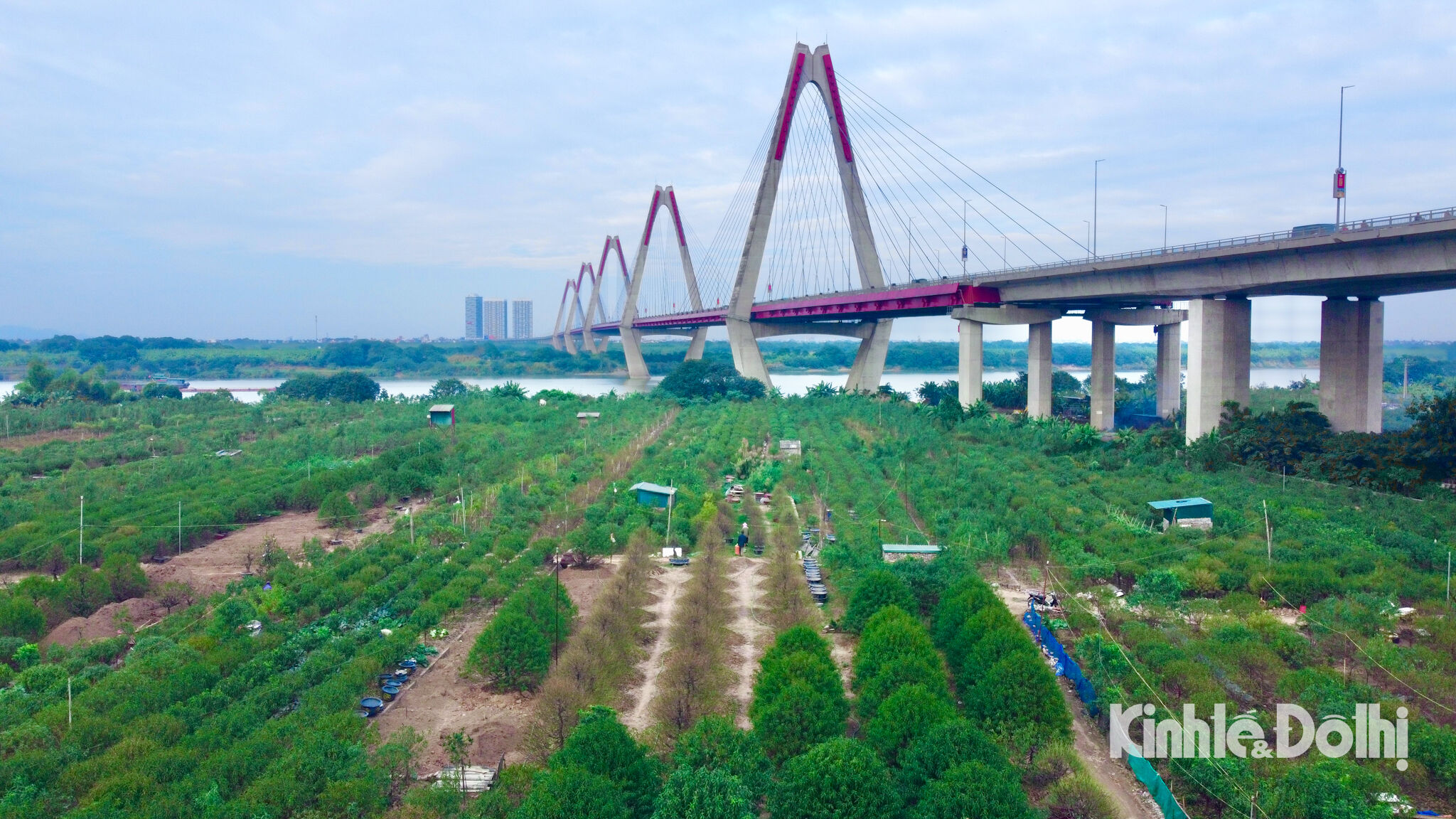Đào Nhật Tân