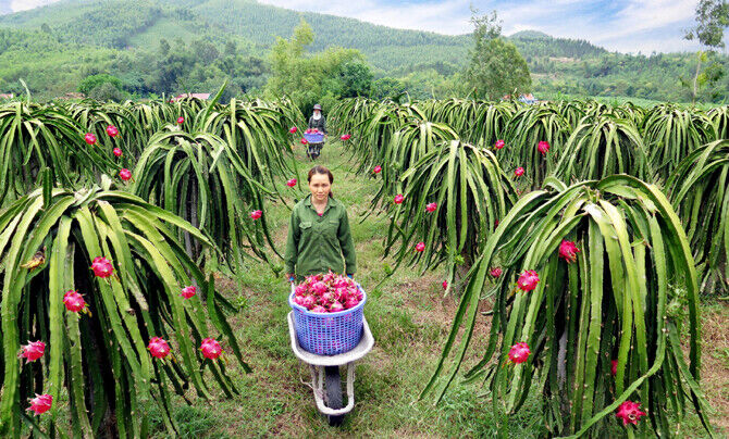 thanhlong.jpg
