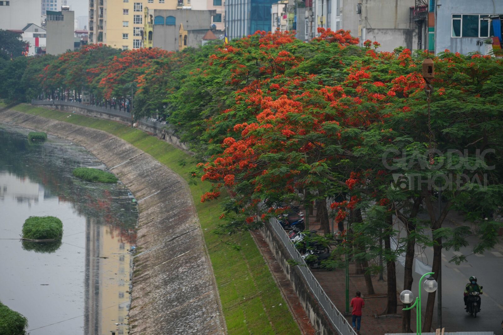 Dòng sông Tô Lịch bỗng ' lôtj xác' khi mùa phượng vĩ về.