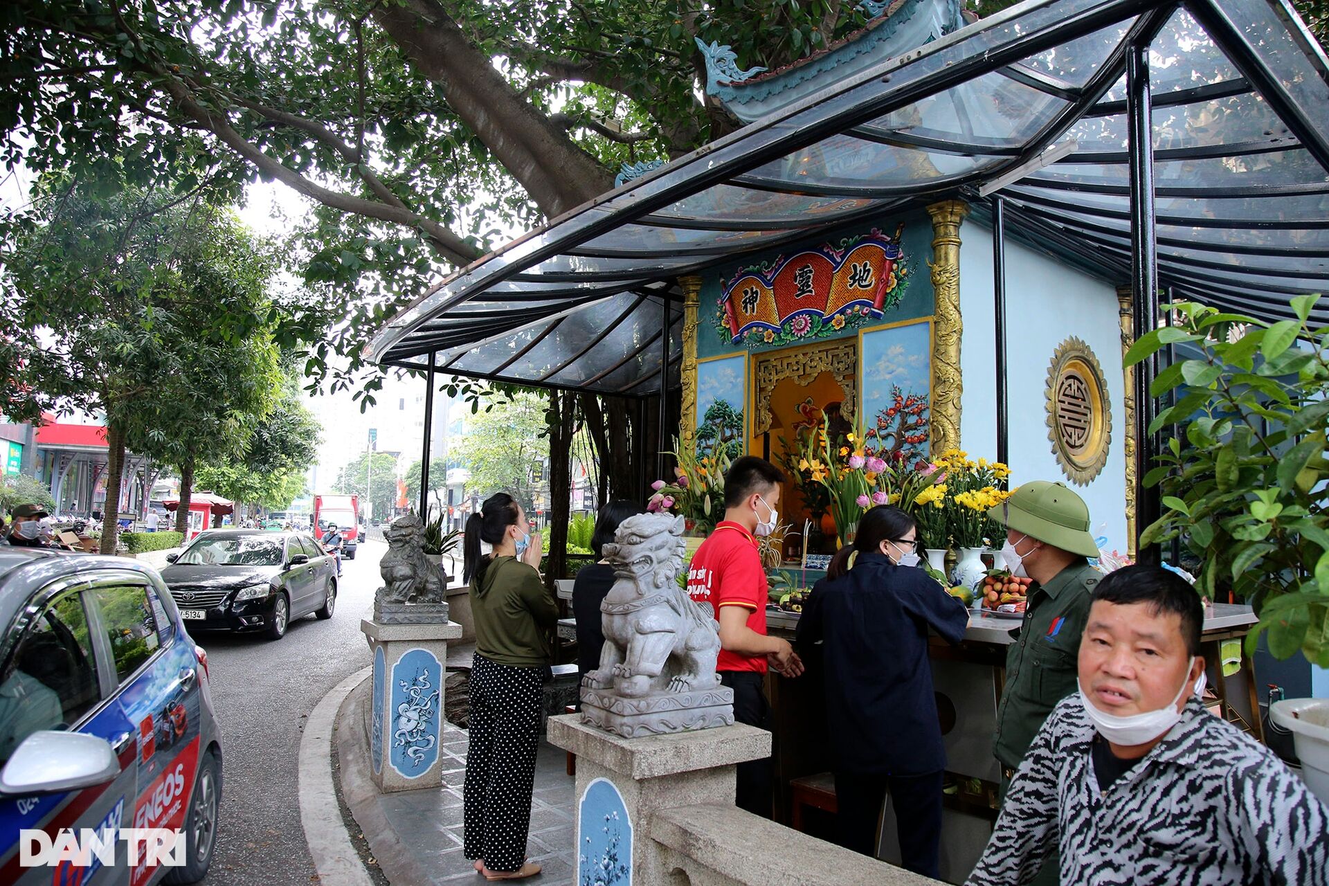 Những cây đại thụ án ngữ giữa đường lớn ở Hà Nội vẫn sống khỏe - 9