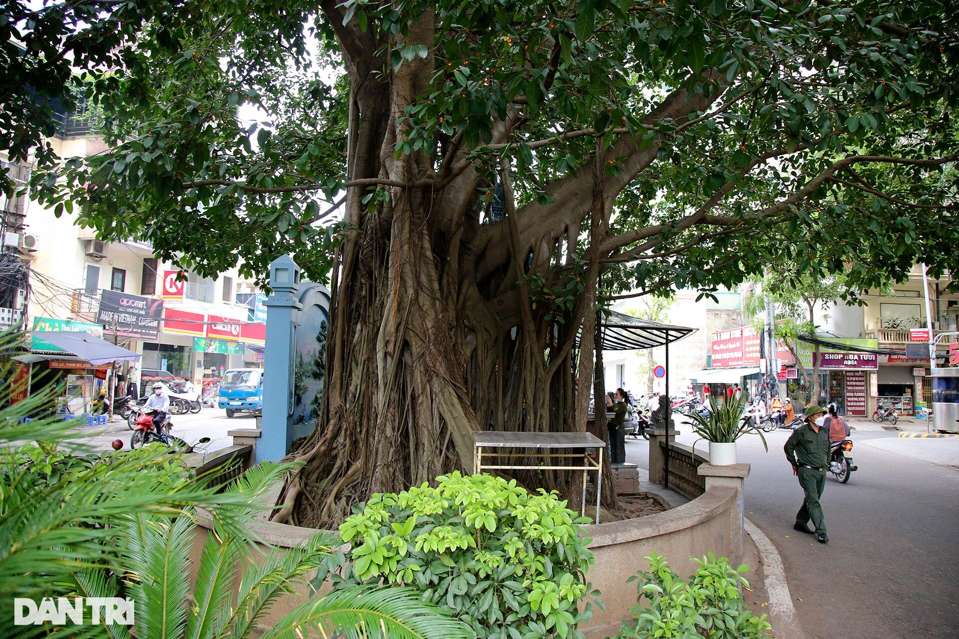 Những cây đại thụ án ngữ giữa đường lớn ở Hà Nội vẫn sống khỏe - 10
