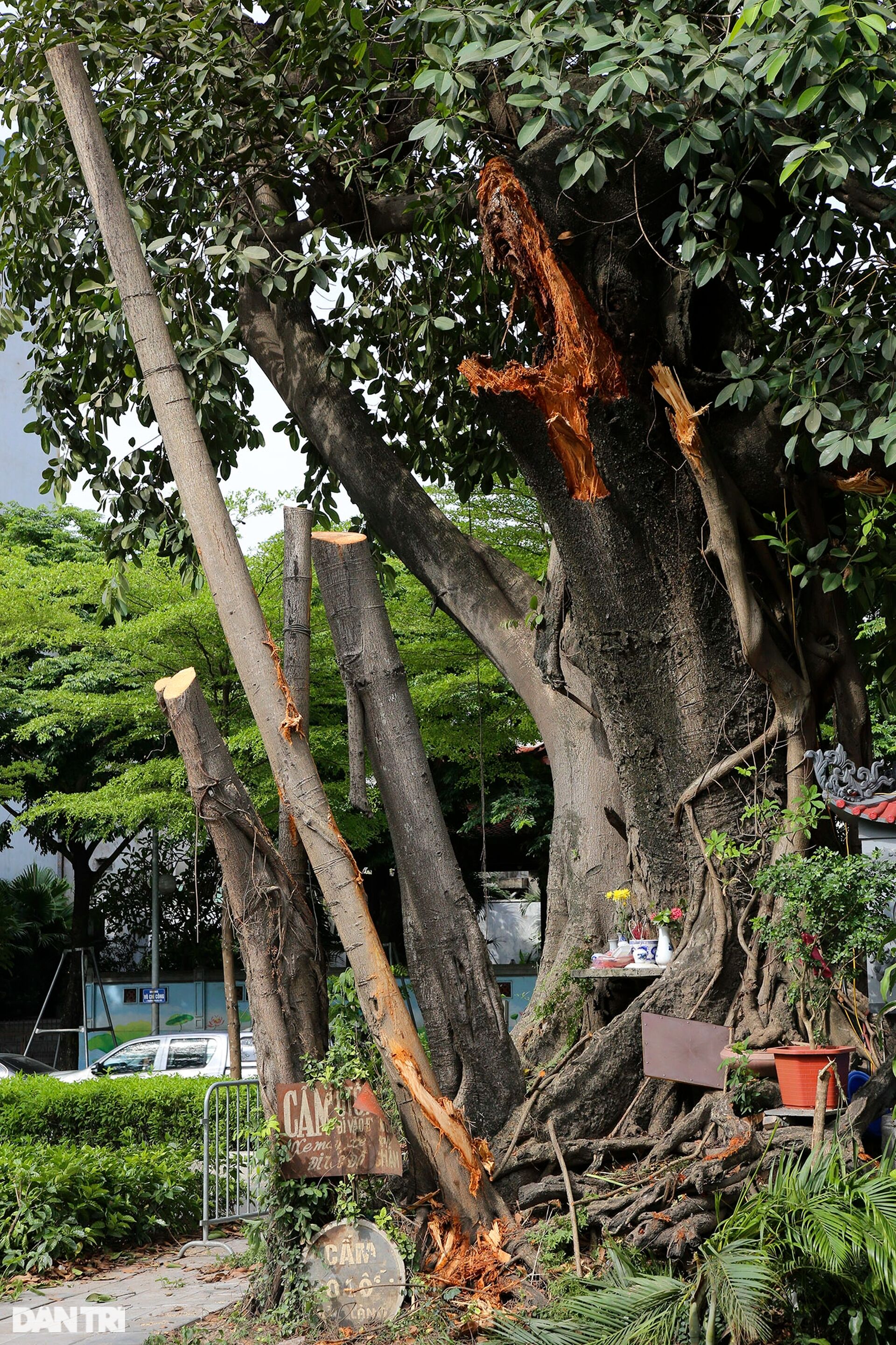 Những cây đại thụ án ngữ giữa đường lớn ở Hà Nội vẫn sống khỏe - 17