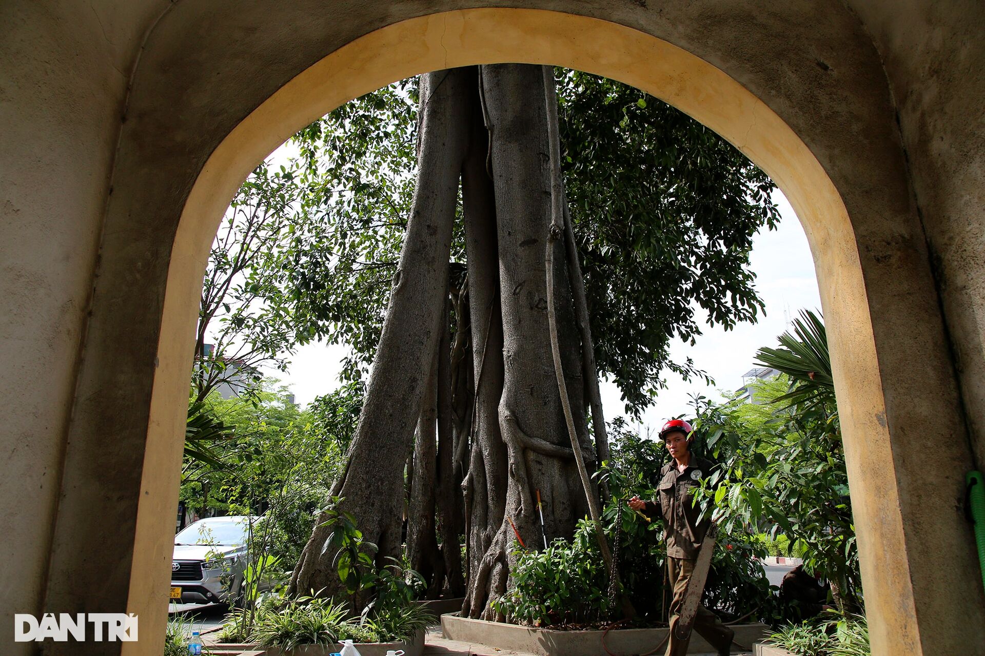 Những cây đại thụ án ngữ giữa đường lớn ở Hà Nội vẫn sống khỏe - 18
