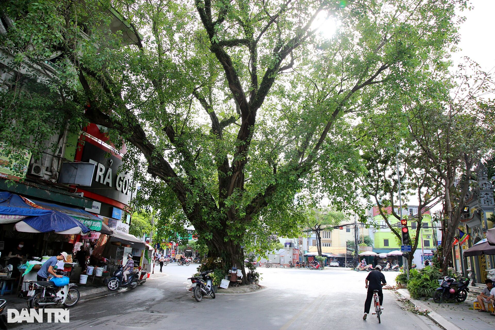 Những cây đại thụ án ngữ giữa đường lớn ở Hà Nội vẫn sống khỏe - 5