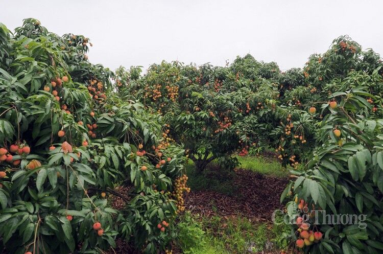 Vải Thanh Hà được mùa, được giá Vải Thanh Hà được mùa, được giá