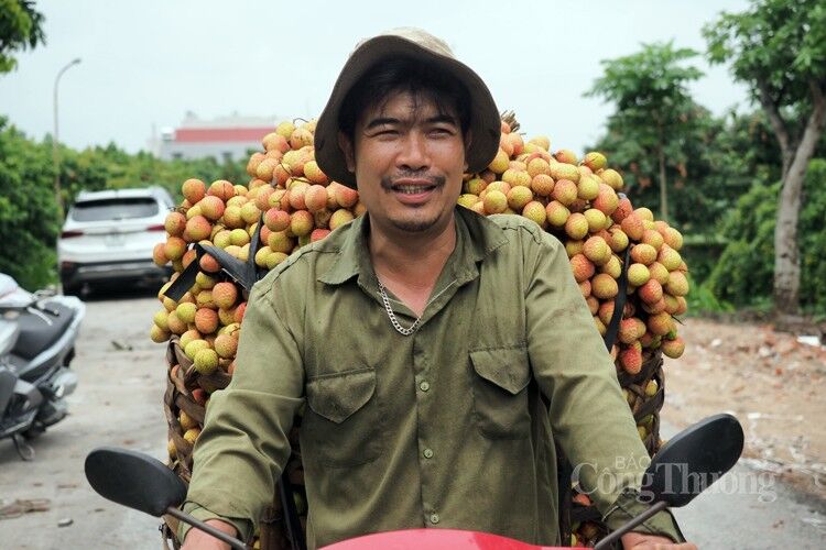 Vải Thanh Hà được mùa, được giá Vải Thanh Hà được mùa, được giá