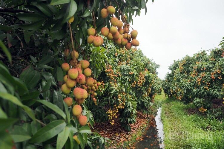 Vải Thanh Hà được mùa, được giá Vải Thanh Hà được mùa, được giá