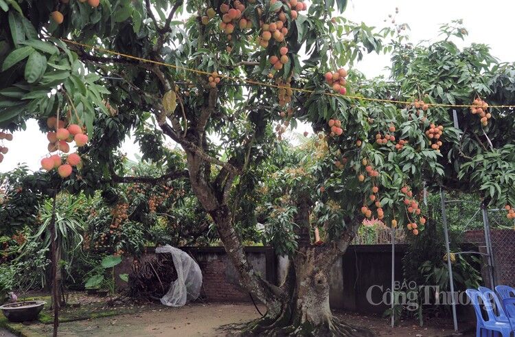 Vải Thanh Hà được mùa, được giá Vải Thanh Hà được mùa, được giá