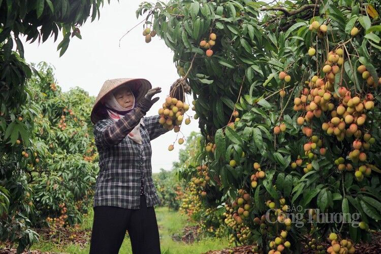 Vải Thanh Hà được mùa, được giá Vải Thanh Hà được mùa, được giá