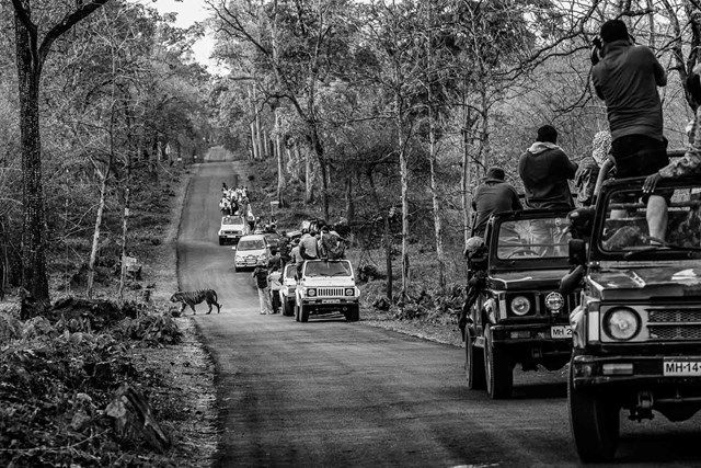 Giải Khu vực (Châu Á) - Hạng mục Dự án dài hạn: "Xung đột Người - Hổ". Tác giả: Senthil Kumaran (Ấn Độ).