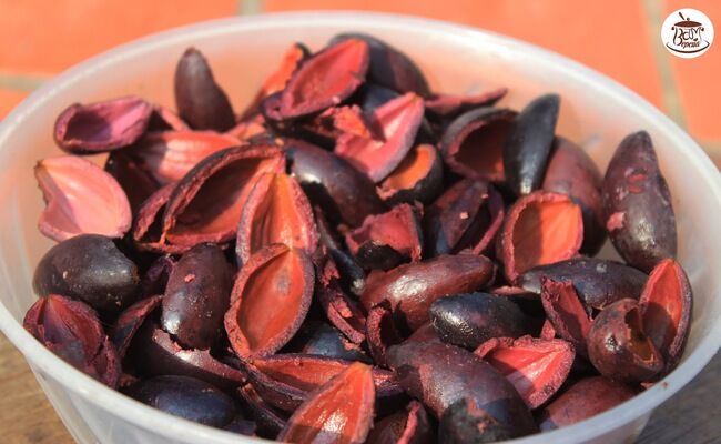 Ngọt bùi nham trám Vân Xuyên - Ảnh 3.