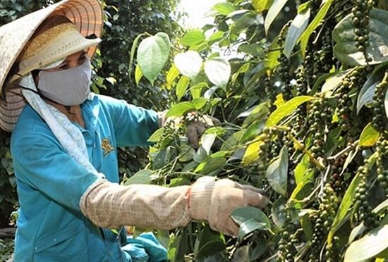 Giá tiêu hôm nay 19/7: Nhu cầu yếu, đi ngang quanh mốc 65.500-69.500 đồng