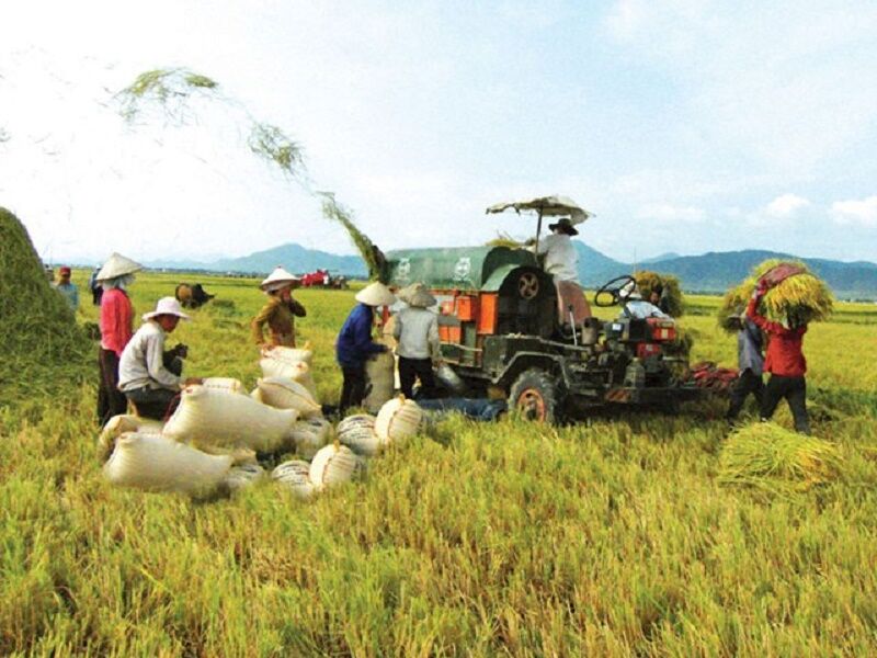 Giá lúa gạo hôm nay 20/7: Giá gạo giảm 50 – 150 đồng/kg