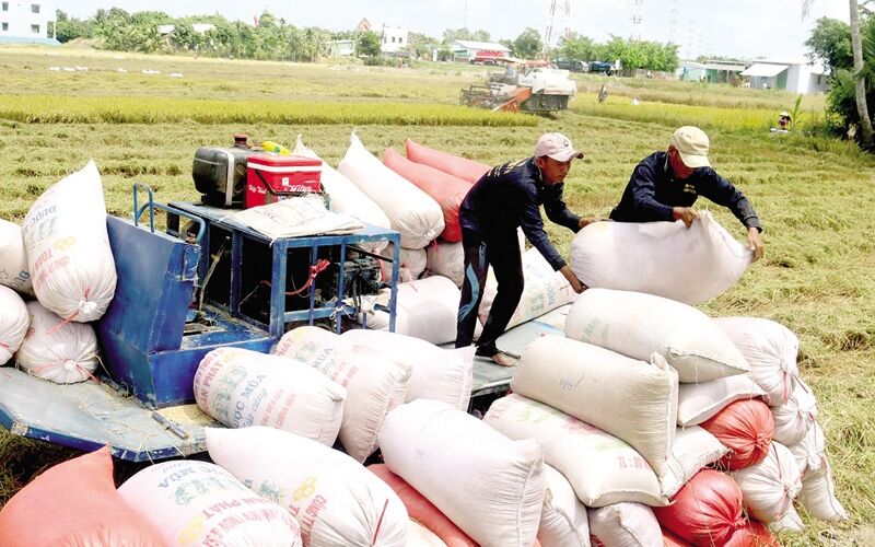 Giá lúa gạo hôm nay 21/7: Giá lúa giảm 200 – 400 đồng/kg so với đầu tháng 7
