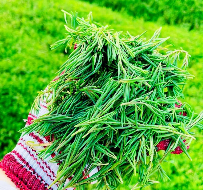 Loại rau siêu sạch, ăn sương và thở bằng khí trời thành đặc sản nức tiếng - Ảnh 1. Loại rau siêu sạch, ăn sương và thở bằng khí trời thành đặc sản nức tiếng - Ảnh 1.