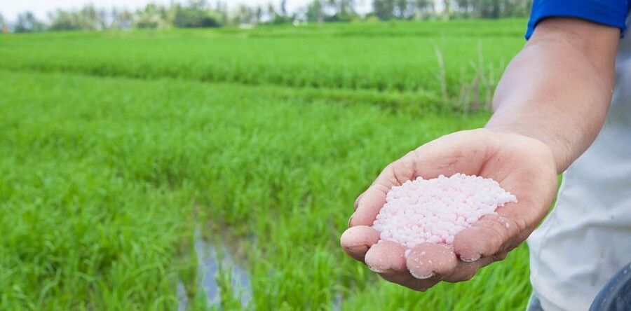 Giá phân bón có thể sẽ tăng trở lại vào quý IV khi vụ Đông Xuân bắt đầu