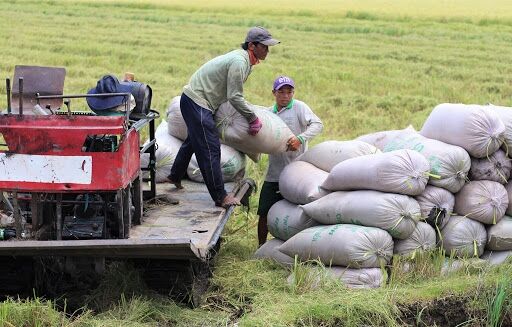Giá lúa gạo hôm nay 7/7: Giá gạo đi ngang, phụ phẩm tăng 50 đồng/kg