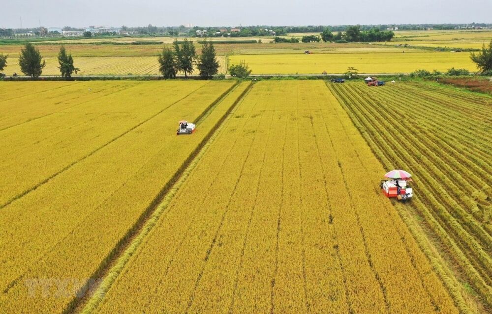Giá lúa gạo hôm nay 17/8: Thị trường sẽ khởi sắc từ tháng 9