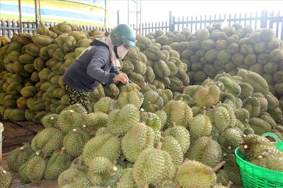 sau-rieng-9.jpg