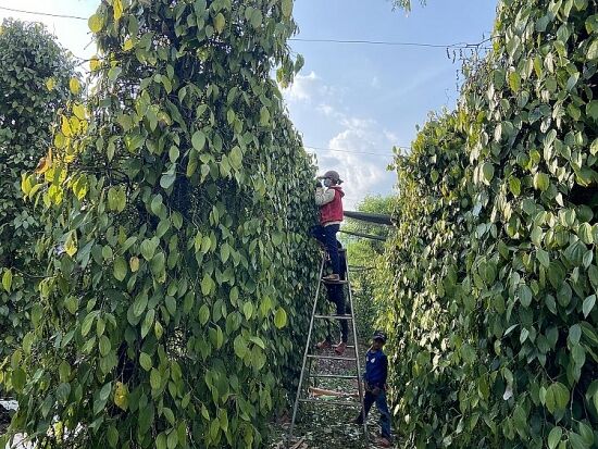 Giá tiêu hôm nay 23/8: Dao động 69.000 – 72.000 đồng/kg