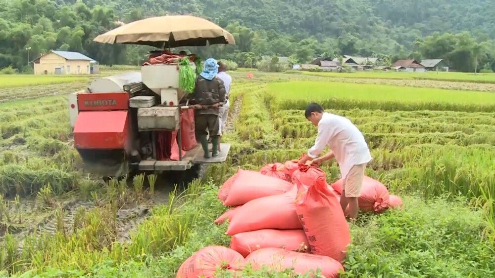Giá lúa gạo hôm nay 5/8: Giá gạo xuất khẩu sang EU tăng 6%