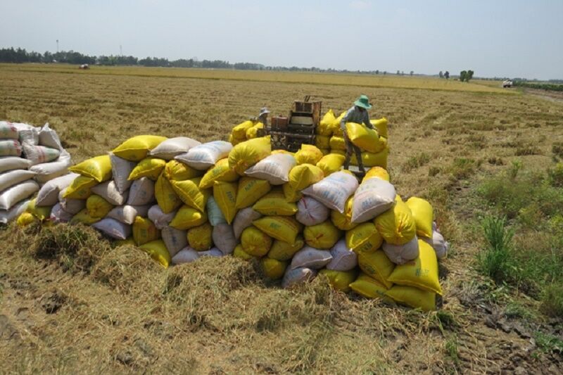 Giá lúa gạo hôm nay 8/8: Giá gạo nguyên liệu tăng 100 đồng/kg