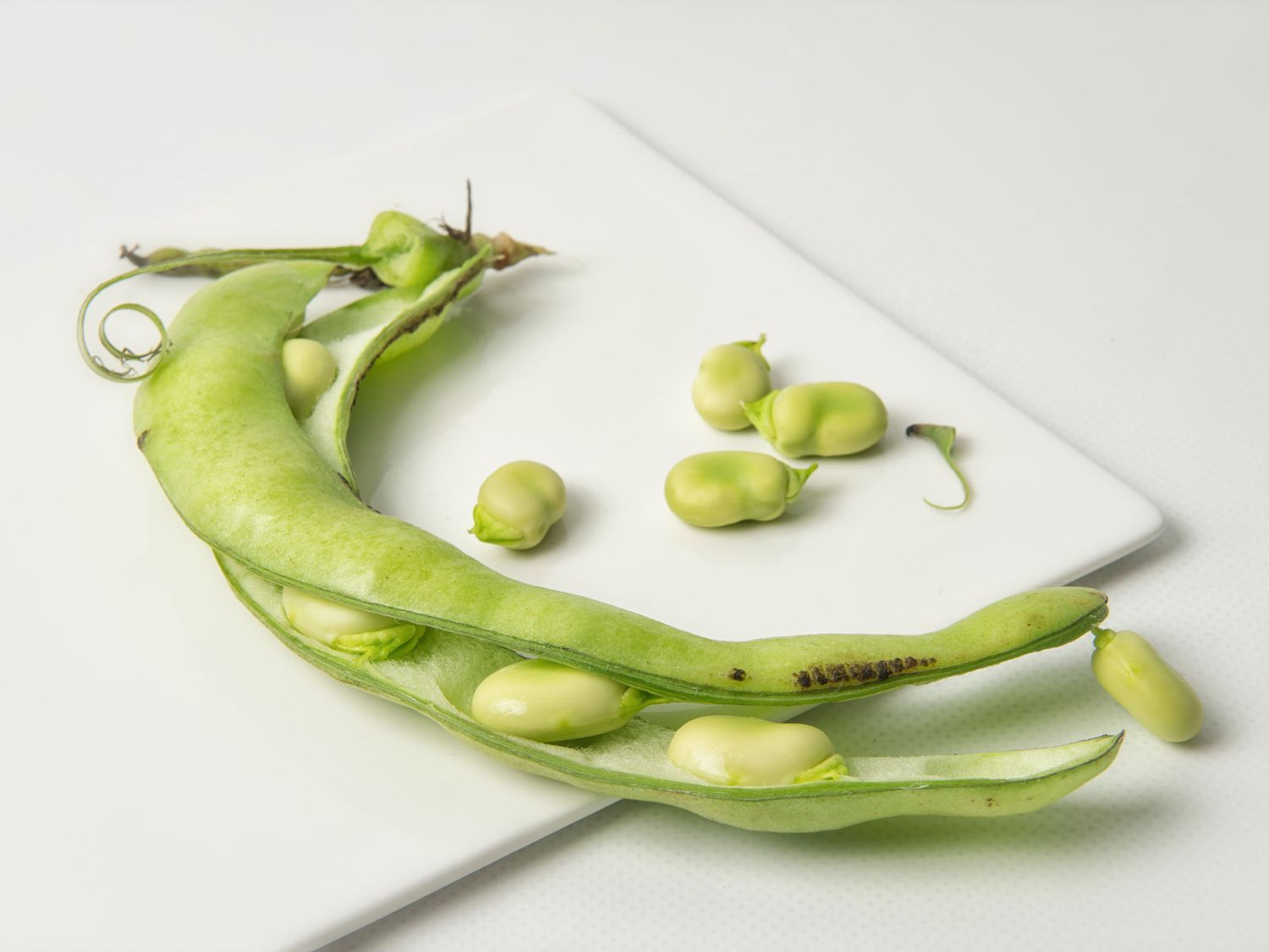 dau-fava-2-16880917858721333362006.jpg