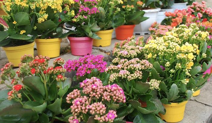 Cây sống đời là cây cảnh và là vị thuốc phổ biến