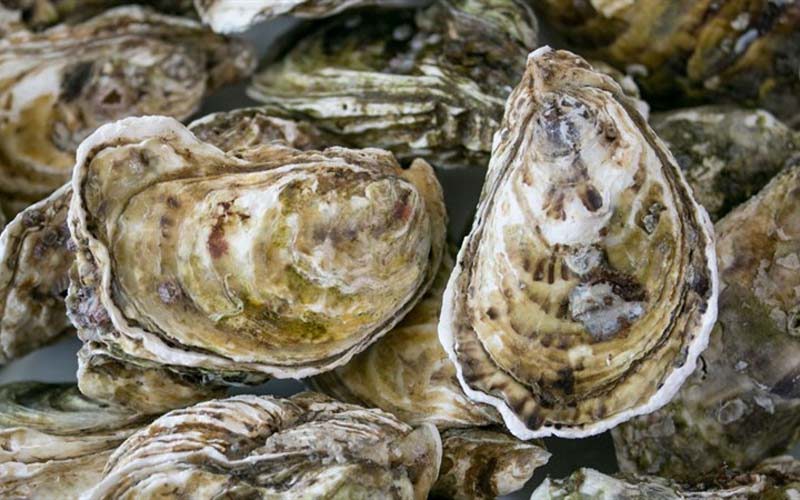 Cách chọn và bảo quản hàu tươi lâu mà không bị mất chất
