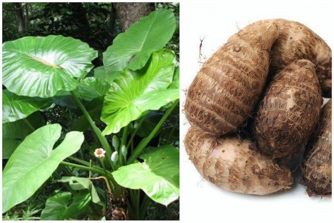 Bỏng niêm mạc miệng vì ăn củ ráy chữa đau xương khớp