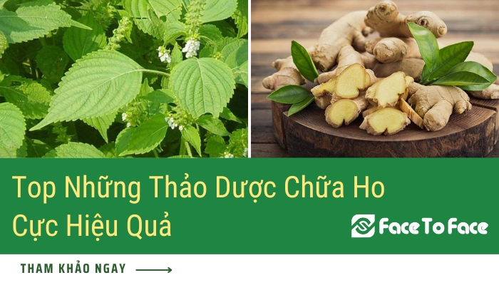 Top Những Thảo Dược Chữa Ho Cực Hiệu Quả