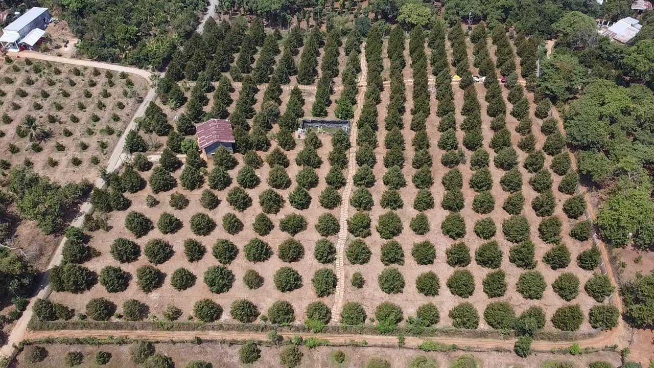 sầu riêng
